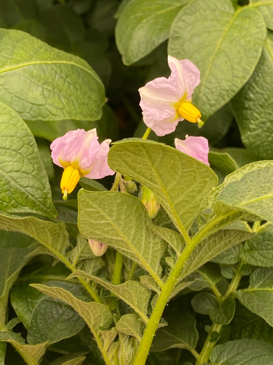 Potato-flowers