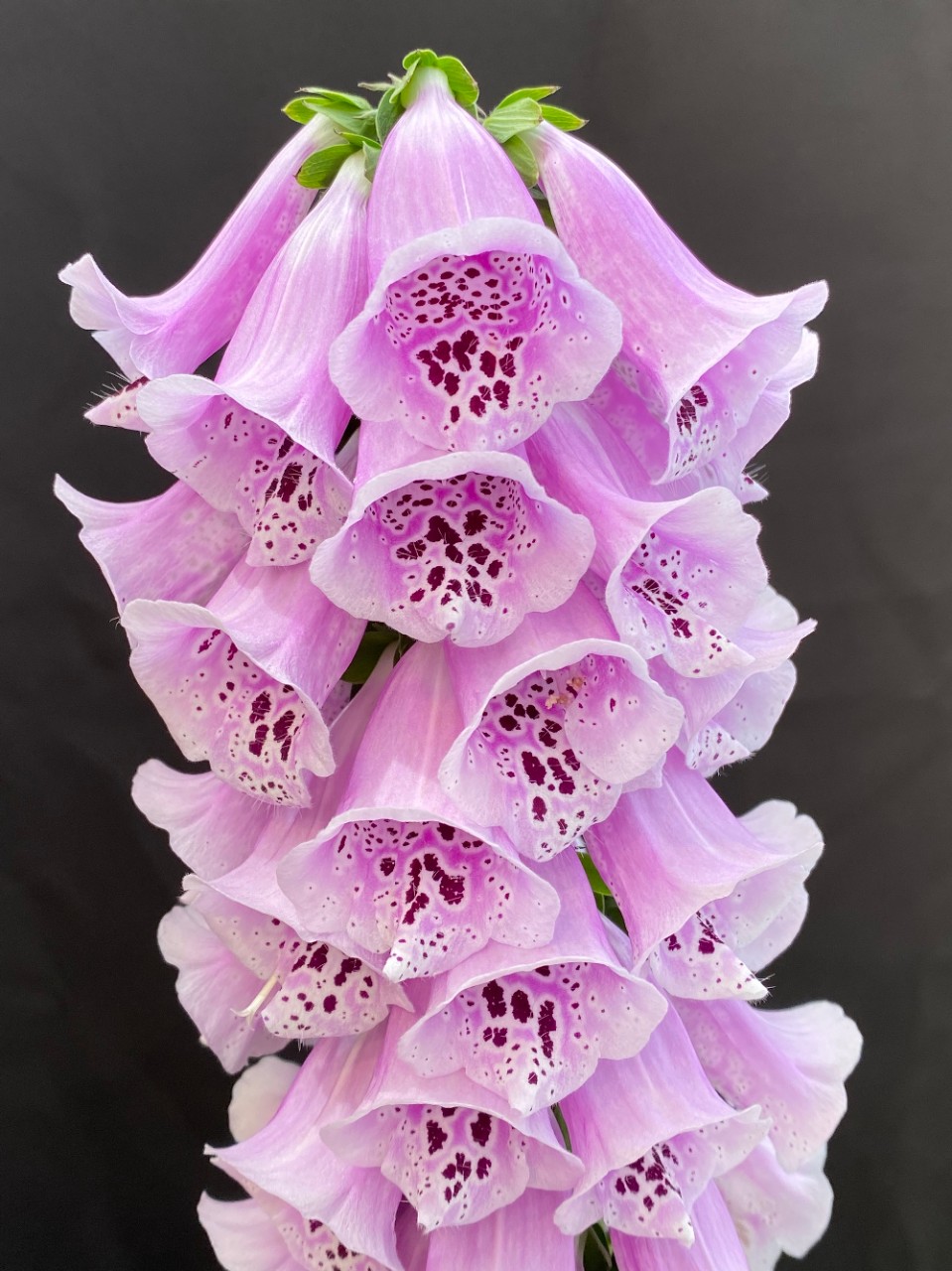 Foxglove