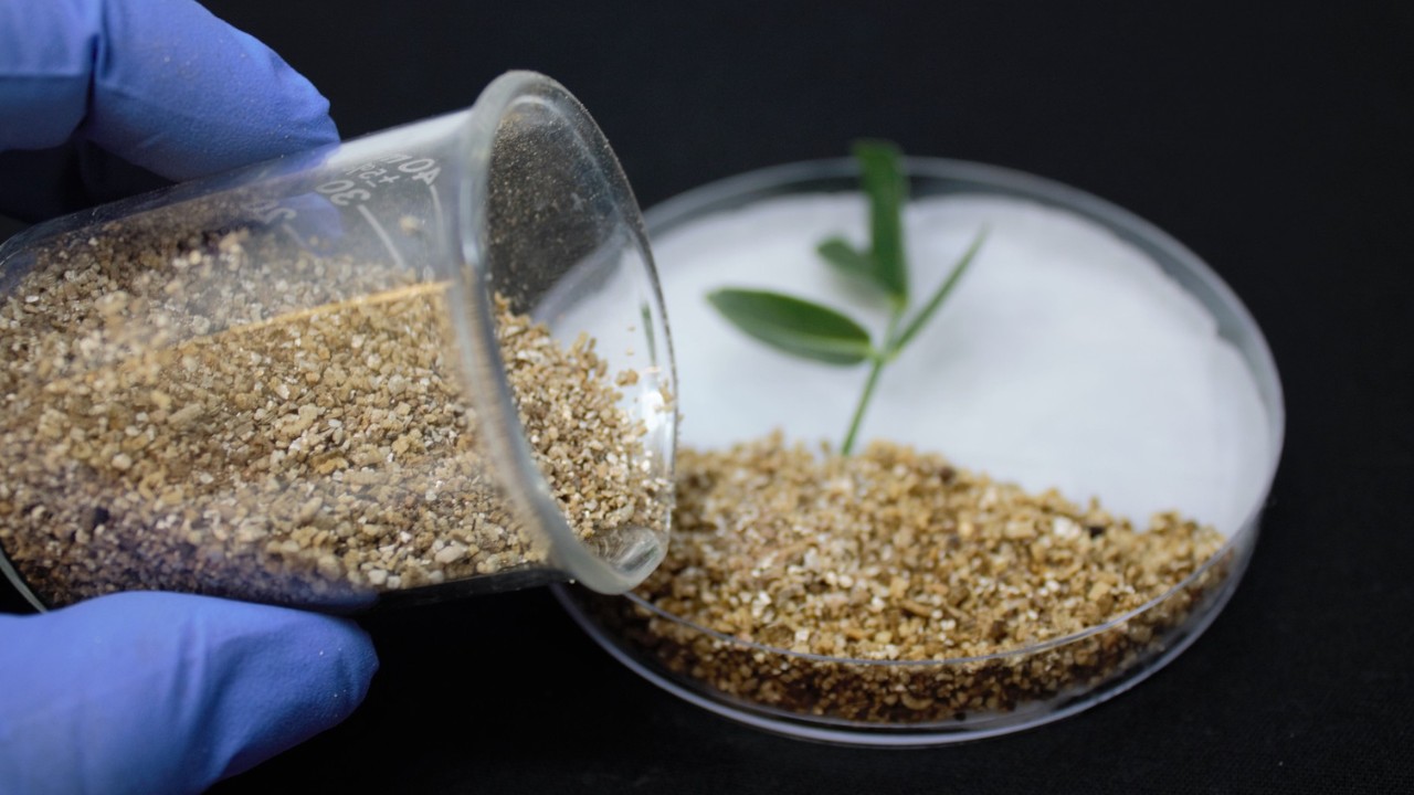 Gloved hands pouring material into a petri dish with a leaf inside