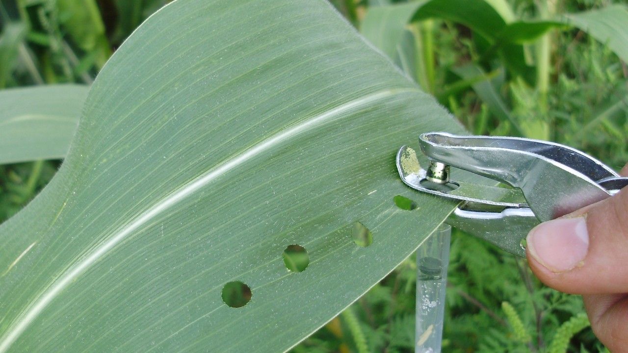 A hand using a hole punch to take samples out of a leaf